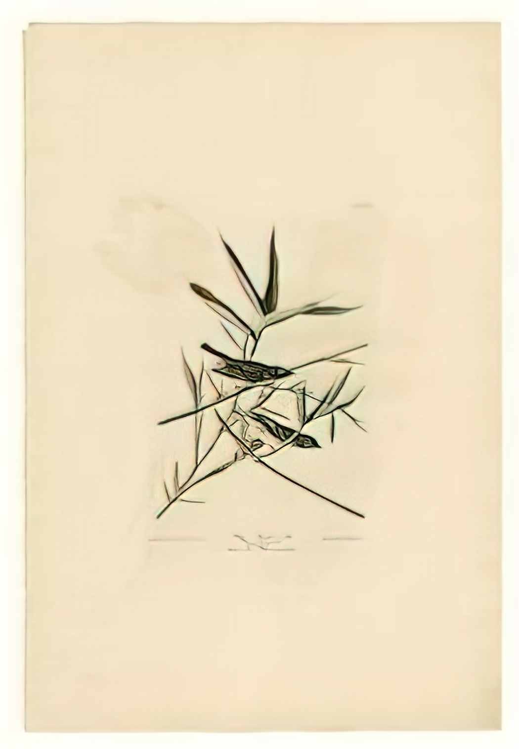 John James Audubon plate 28 solitary flycatcher or vireo Art A4 Photo Print