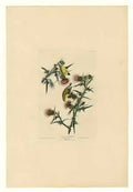 John James Audubon plate 33 american goldfinch Art A4 Photo Print