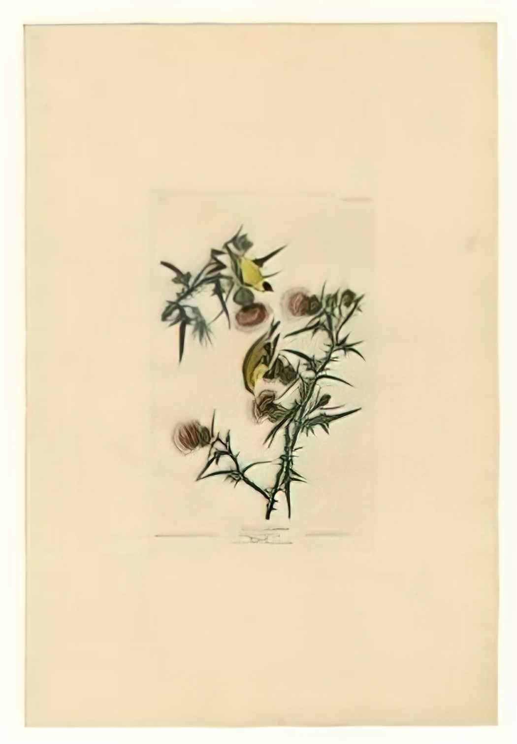 John James Audubon plate 33 american goldfinch Art A4 Photo Print
