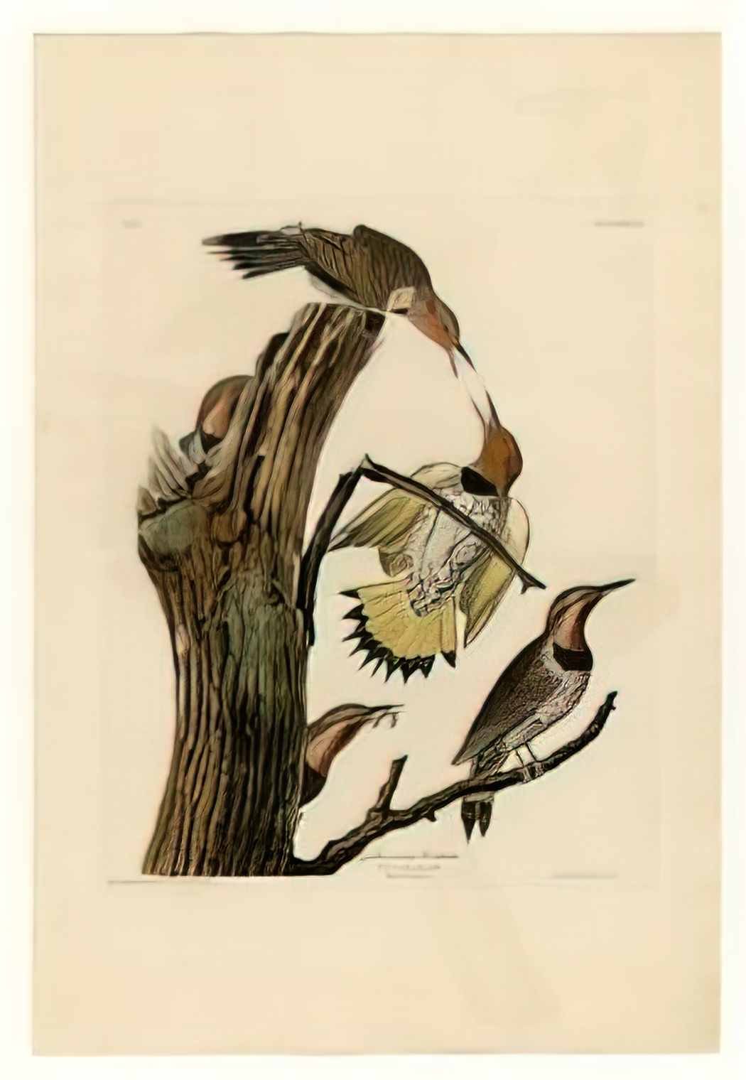 John James Audubon plate 37 golden winged woodpecker Art A4 Photo Print