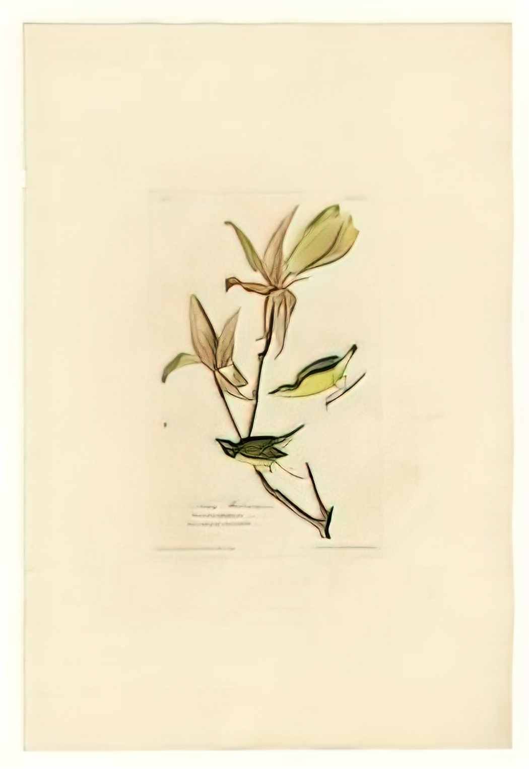 John James Audubon plate 38 kentucky warbler Art A4 Photo Print