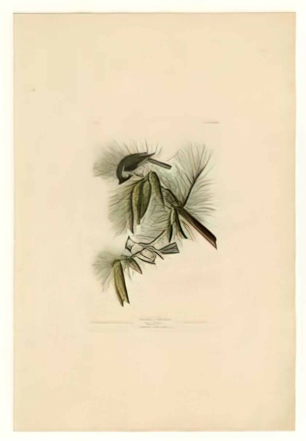 John James Audubon plate 39 crested titmouse Art A4 Photo Print