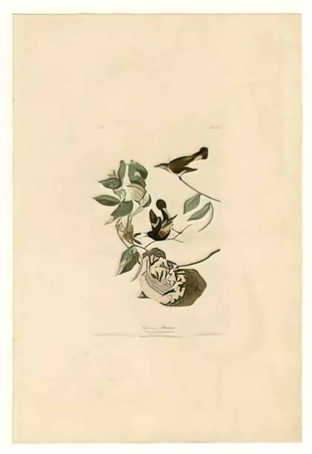 John James Audubon plate 40 american redstart Art A4 Photo Print
