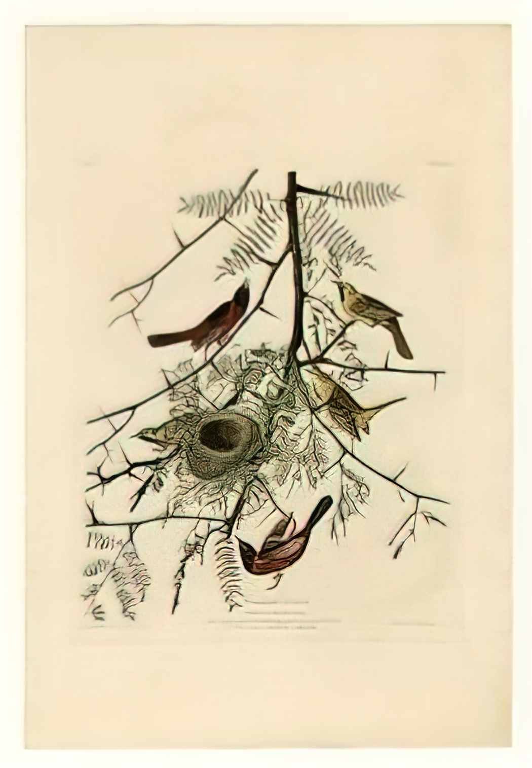 John James Audubon plate 42 orchard oriole Art A4 Photo Print