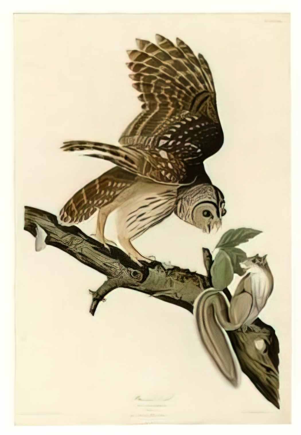 John James Audubon plate 46 barred owl Art A4 Photo Print