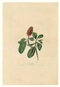 John James Audubon plate 5 bonaparte s flycatcher Art A4 Photo Print
