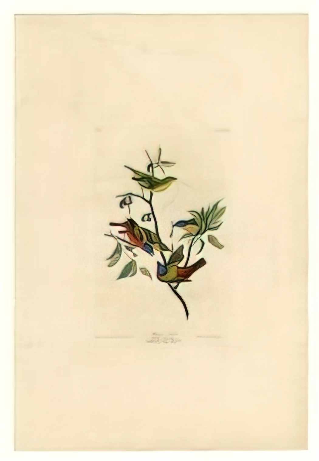 John James Audubon plate 53 painted finch Art A4 Photo Print