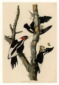 John James Audubon plate 66 ivory billed woodpecker Art A4 Photo Print