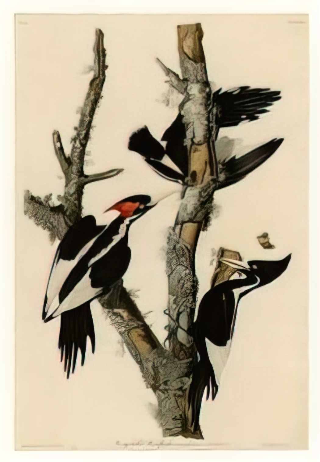John James Audubon plate 66 ivory billed woodpecker Art A4 Photo Print