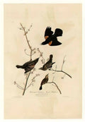 John James Audubon plate 67 red winged starling or marsh blackbird Art A4 Photo Print