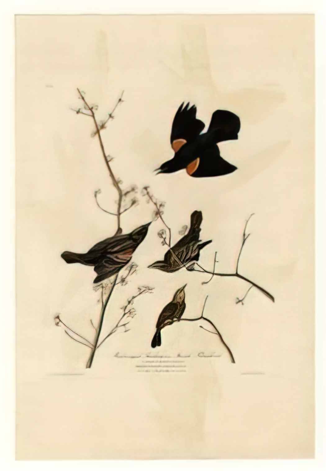 John James Audubon plate 67 red winged starling or marsh blackbird Art A4 Photo Print