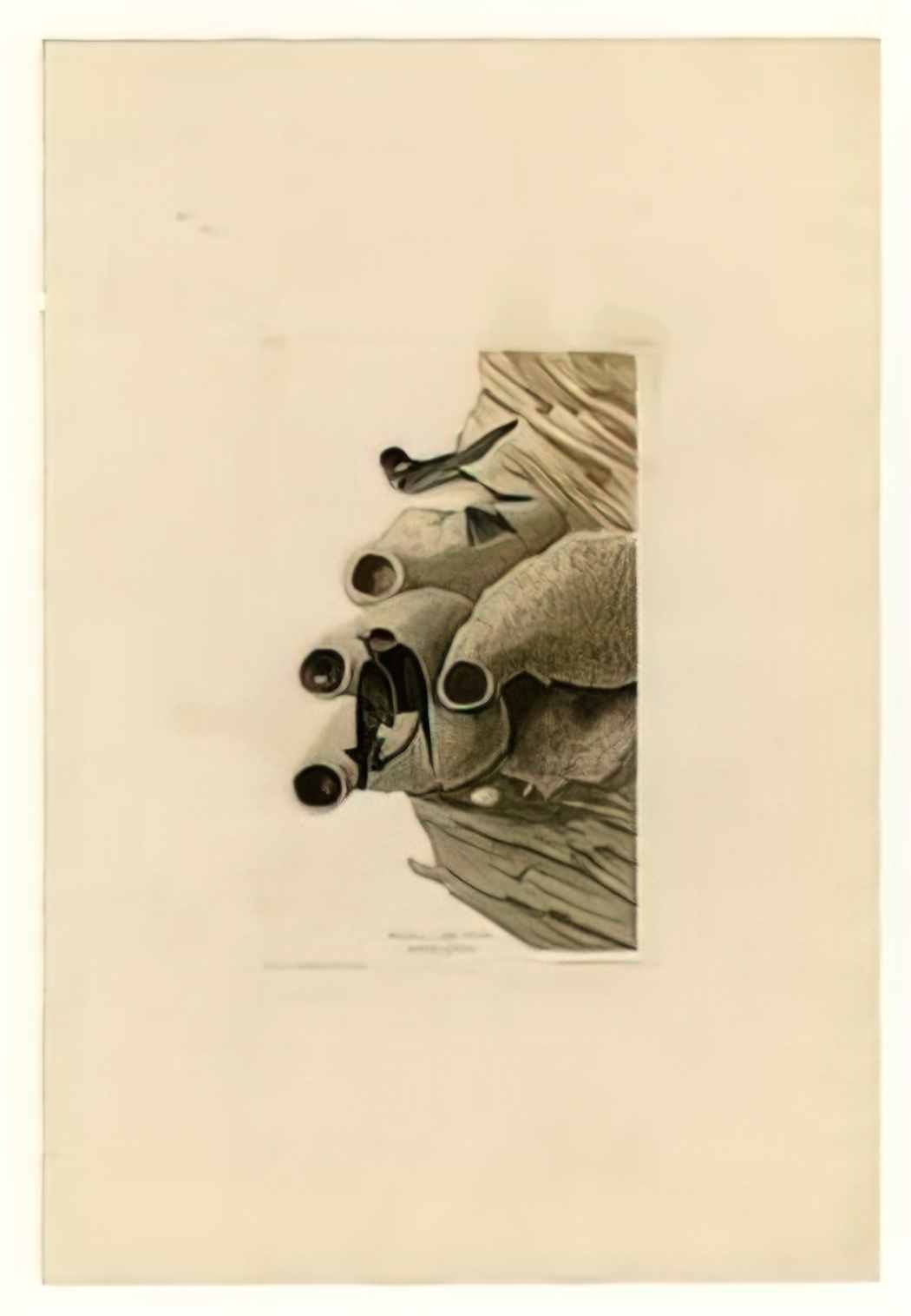 John James Audubon plate 68 republican or cliff swallow Art A4 Photo Print