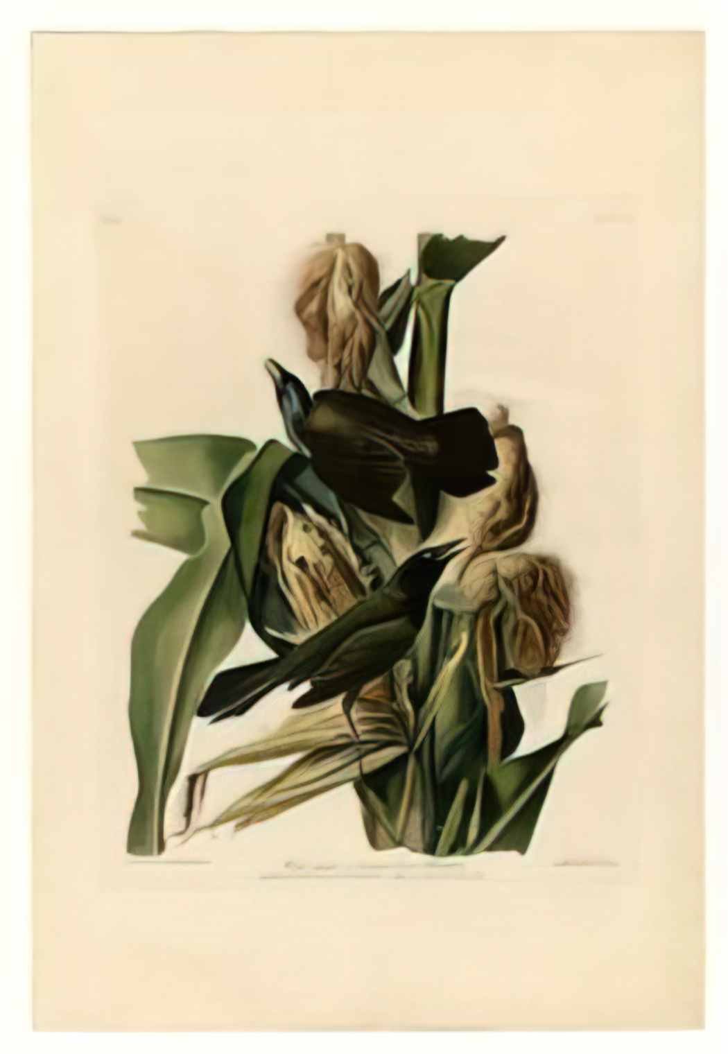 John James Audubon plate 7 purple grakle or common crow blackbird Art A4 Photo Print