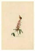 John James Audubon plate 78 great carolina wren Art A4 Photo Print