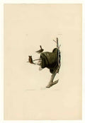 John James Audubon plate 83 house wren Art A4 Photo Print
