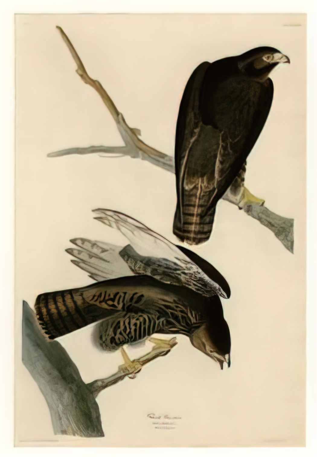 John James Audubon 1953 3 4 1a Art A4 Photo Print