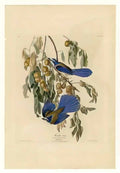 John James Audubon 1994 121 1a Art A4 Photo Print