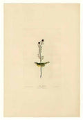 John James Audubon american elk 1845 Art A4 Photo Print