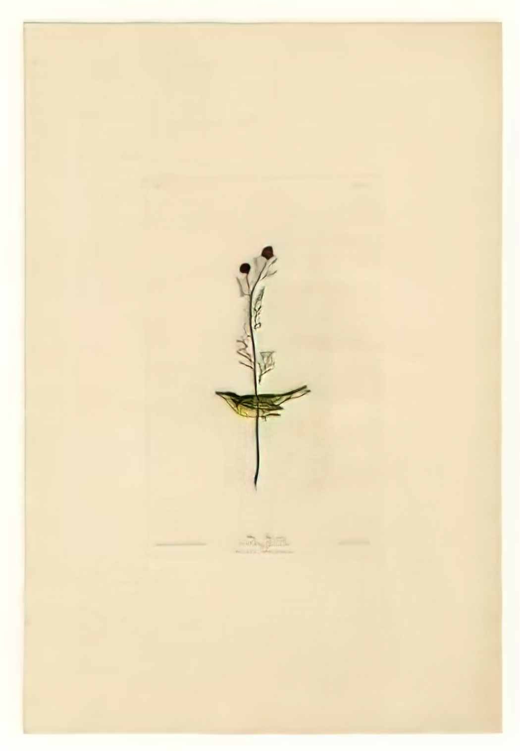 John James Audubon american elk 1845 Art A4 Photo Print