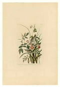 John James Audubon plate 93 sea side finch Art A4 Photo Print