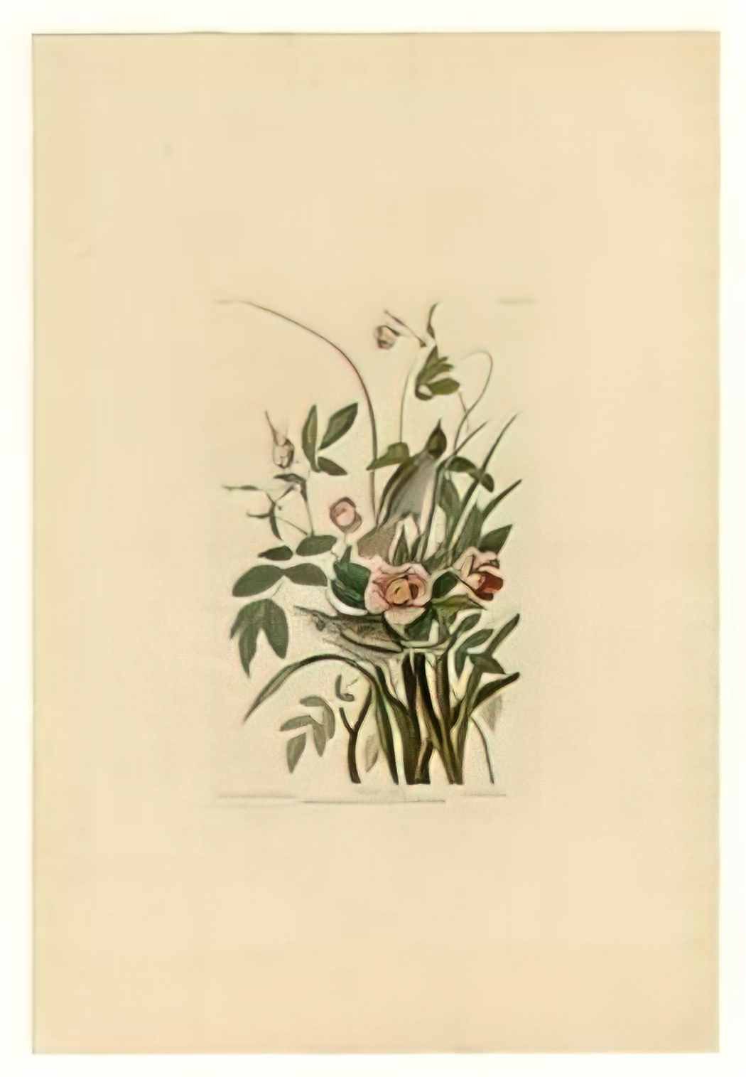 John James Audubon plate 93 sea side finch Art A4 Photo Print