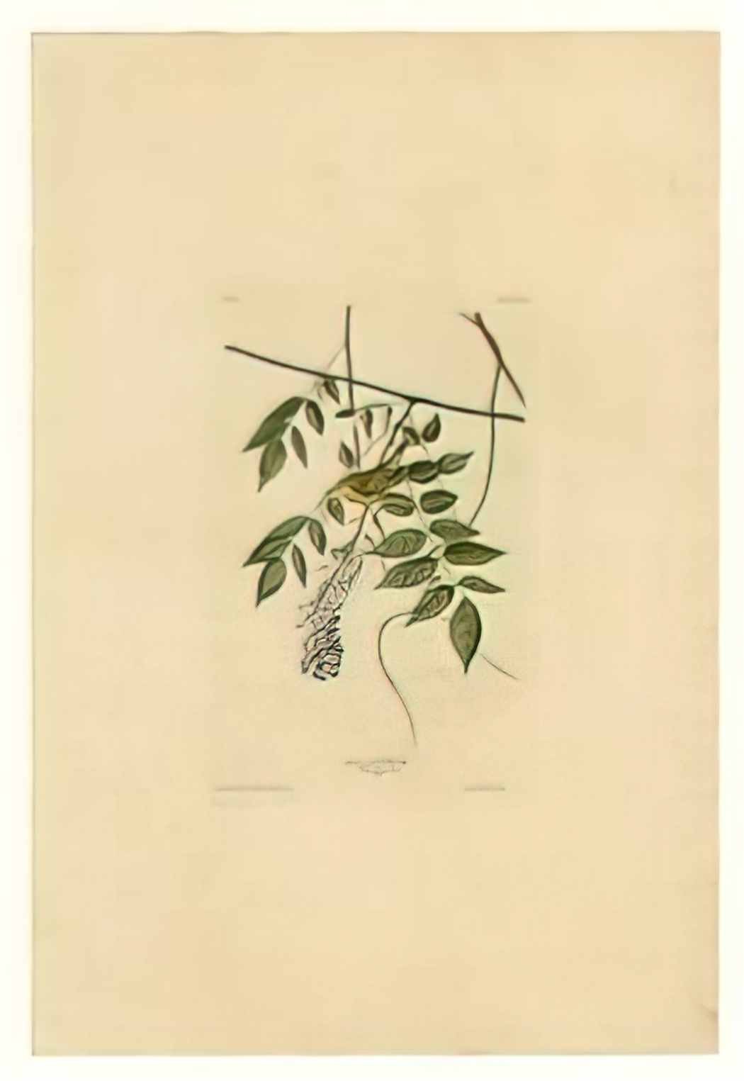 John James Audubon plate 100 marsh wren Art A4 Photo Print