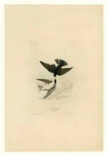 John James Audubon plate 103 canada warbler Art A4 Photo Print