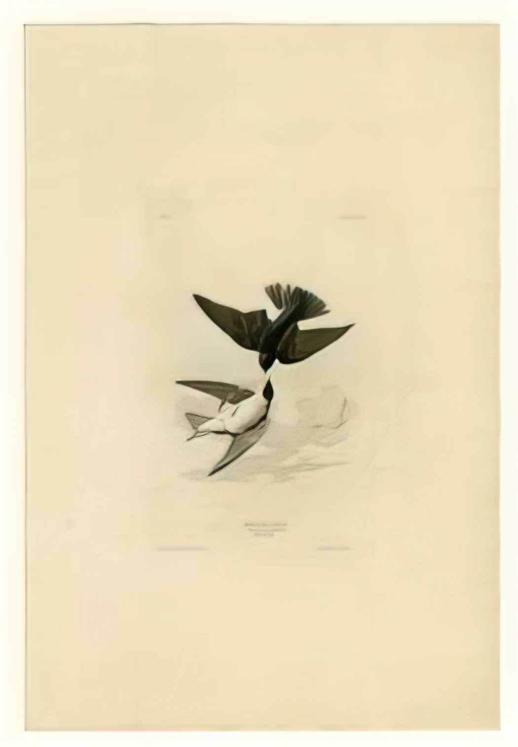 John James Audubon plate 103 canada warbler Art A4 Photo Print