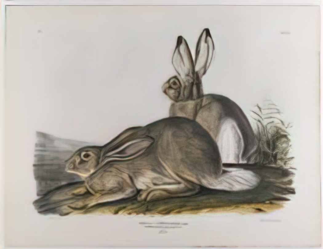 John James Audubon townsend s rocky mountain hare 1842 Art A4 Photo Print