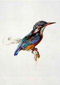 John Ruskin kingfisher A4 Photo Print
