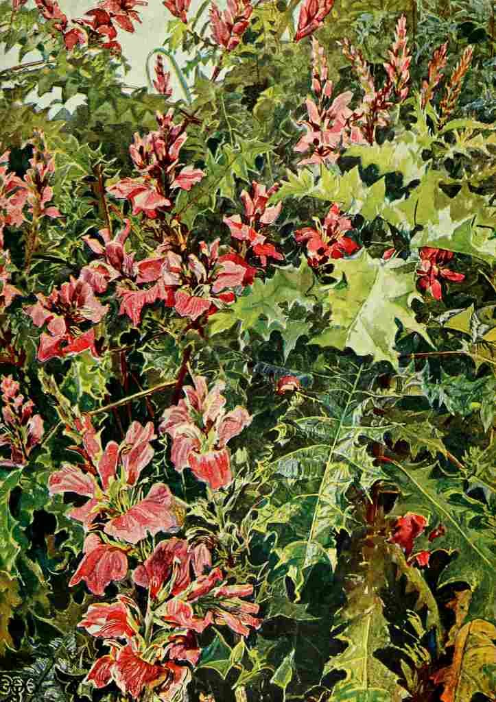 Johnston Sir Harry 1902 Acanthus Arboreus A4 Photo Print