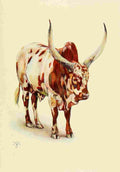 Johnston Sir Harry 1902 Ankole bull A4 Photo Print