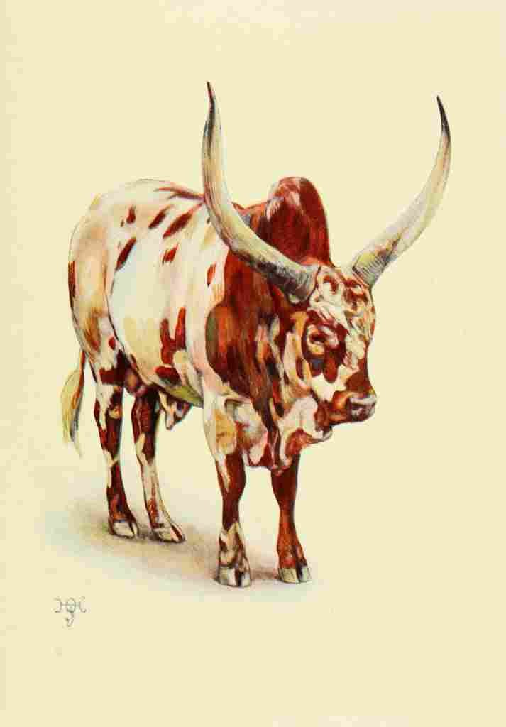 Johnston Sir Harry 1902 Ankole bull A4 Photo Print