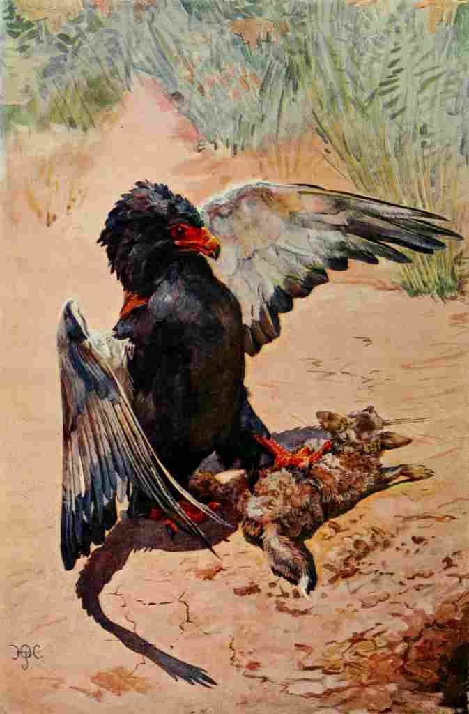 Johnston Sir Harry 1902 Bateleur Eagle striking a young jackal A4 Photo Print