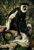 Johnston Sir Harry 1902 Common Colobus monkey of Central Africa A4 Photo Print