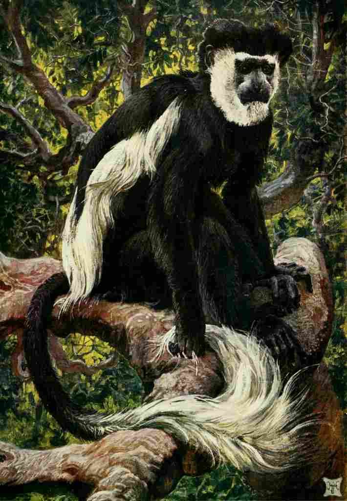 Johnston Sir Harry 1902 Common Colobus monkey of Central Africa A4 Photo Print