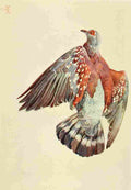Johnston Sir Harry 1902 Common pigeon on Mount Elgon A4 Photo Print
