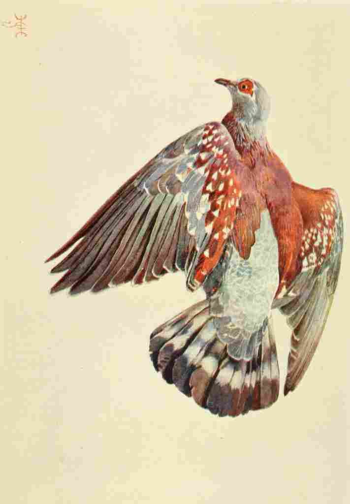 Johnston Sir Harry 1902 Common pigeon on Mount Elgon A4 Photo Print