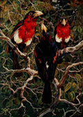 Johnston Sir Harry 1902 Crimson breasted Barbets A4 Photo Print