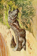 Johnston Sir Harry 1902 Crocodile sleeping A4 Photo Print