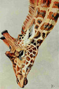 Johnston Sir Harry 1902 Five horned giraffe A4 Photo Print
