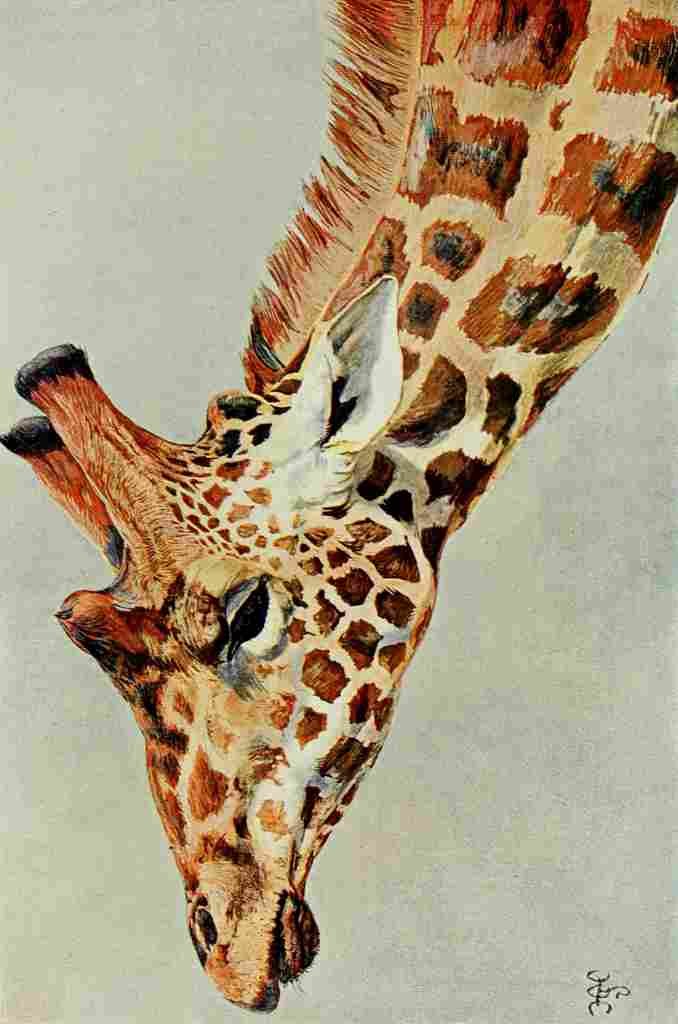 Johnston Sir Harry 1902 Five horned giraffe A4 Photo Print