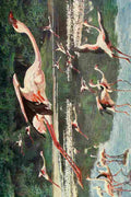 Johnston Sir Harry 1902 Flamingoes on Lake Hannington A4 Photo Print