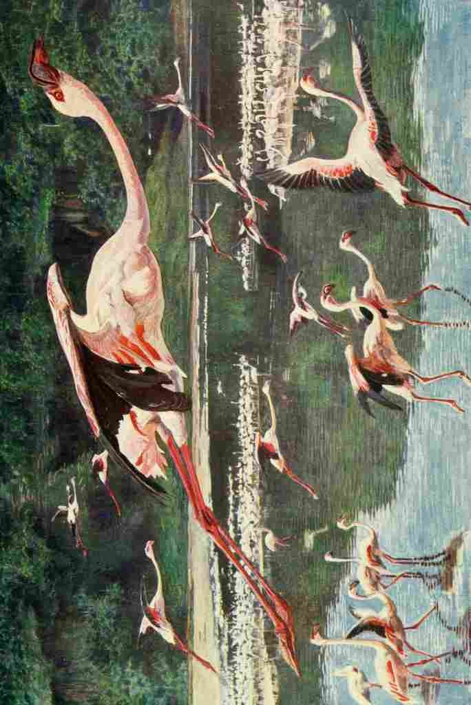 Johnston Sir Harry 1902 Flamingoes on Lake Hannington A4 Photo Print
