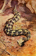 Johnston Sir Harry 1902 Gaboon Puff Adder A4 Photo Print