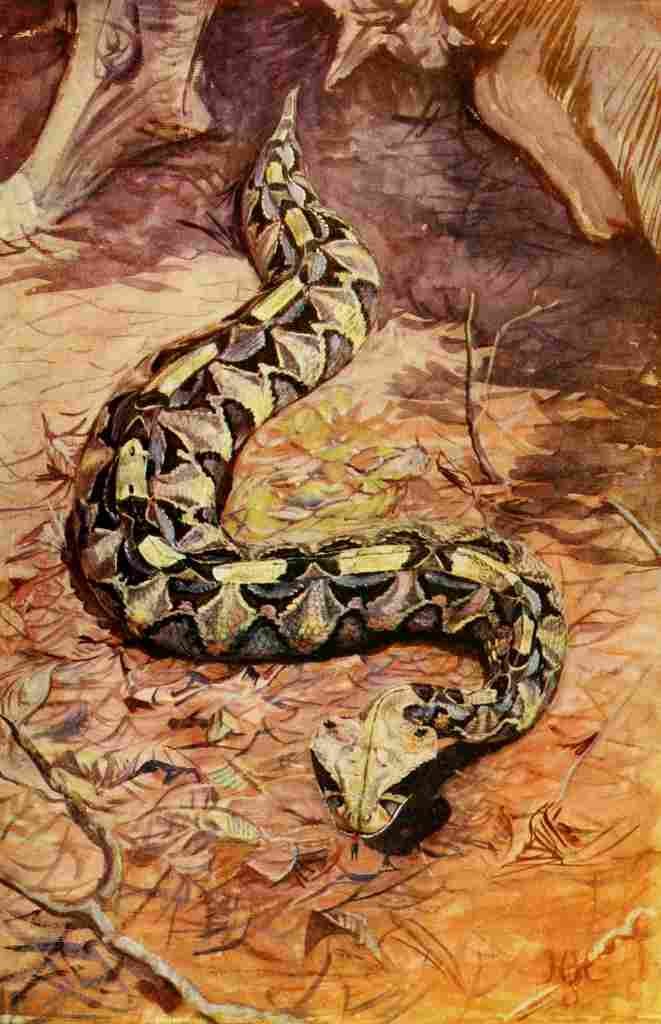 Johnston Sir Harry 1902 Gaboon Puff Adder A4 Photo Print
