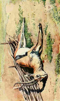 Johnston Sir Harry 1902 Gazella Thomsoni A4 Photo Print
