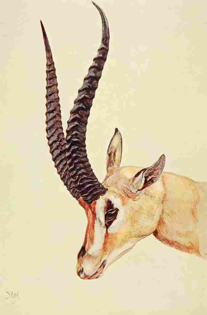 Johnston Sir Harry 1902 Grants Gazelle A4 Photo Print
