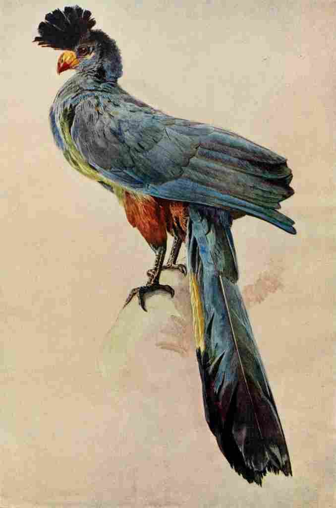 Johnston Sir Harry 1902 Great blue plantain eater A4 Photo Print