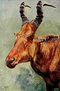 Johnston Sir Harry 1902 Jacksons Hartebeest A4 Photo Print